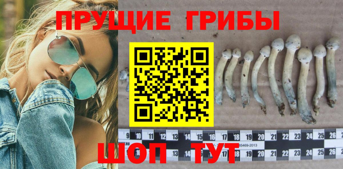 магазин  наркотиков  Вход с VPN  Кашира  Галлюциногенные грибы GOLDEN TEACHER 